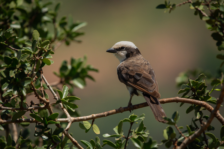  Białoczub białorzytny Ptaki Nikon D7100 Sigma 150-600mm f/5-6.3 HSM 2024 Kenia