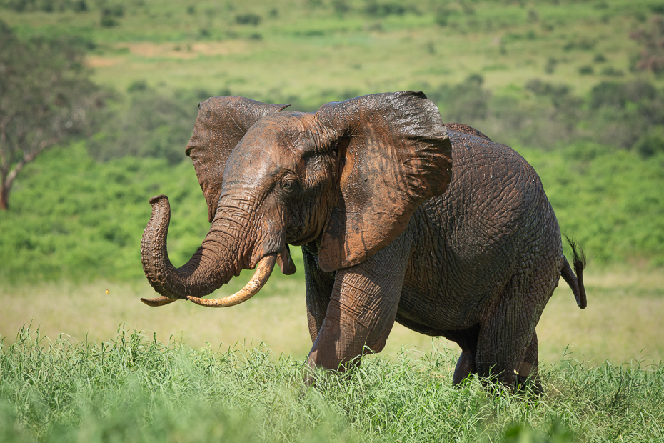  Słoń Ssaki Nikon D7100 Sigma 150-600mm f/5-6.3 HSM 2024 Kenia