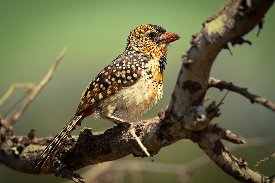  Brodal czarnogardły Ptaki Nikon D7200 Nikkor 500mm f/5.6E 2024 Kenia