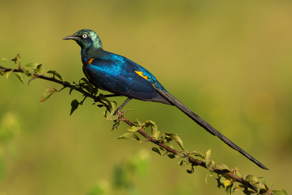  Błyszczak królewski Ptaki Nikon D7100 Sigma 150-600mm f/5-6.3 HSM 2024 Kenia