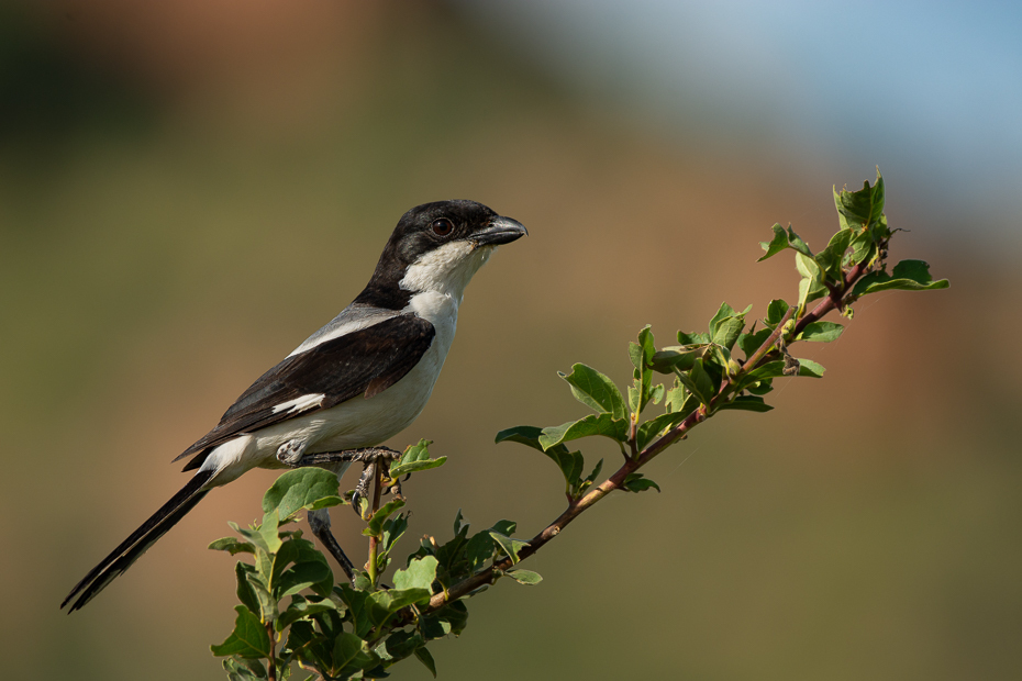  Dzierzba żałobna Ptaki Nikon D7100 Sigma 150-600mm f/5-6.3 HSM 2024 Kenia