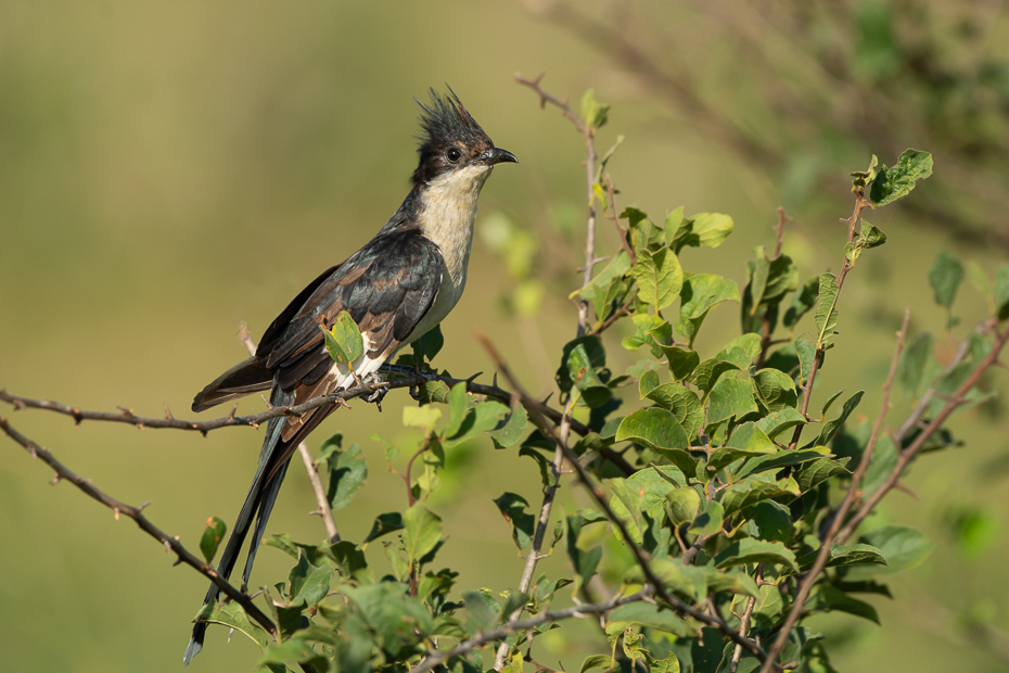  Kukułka czarno-biała Ptaki Nikon D7100 Sigma 150-600mm f/5-6.3 HSM 2024 Kenia