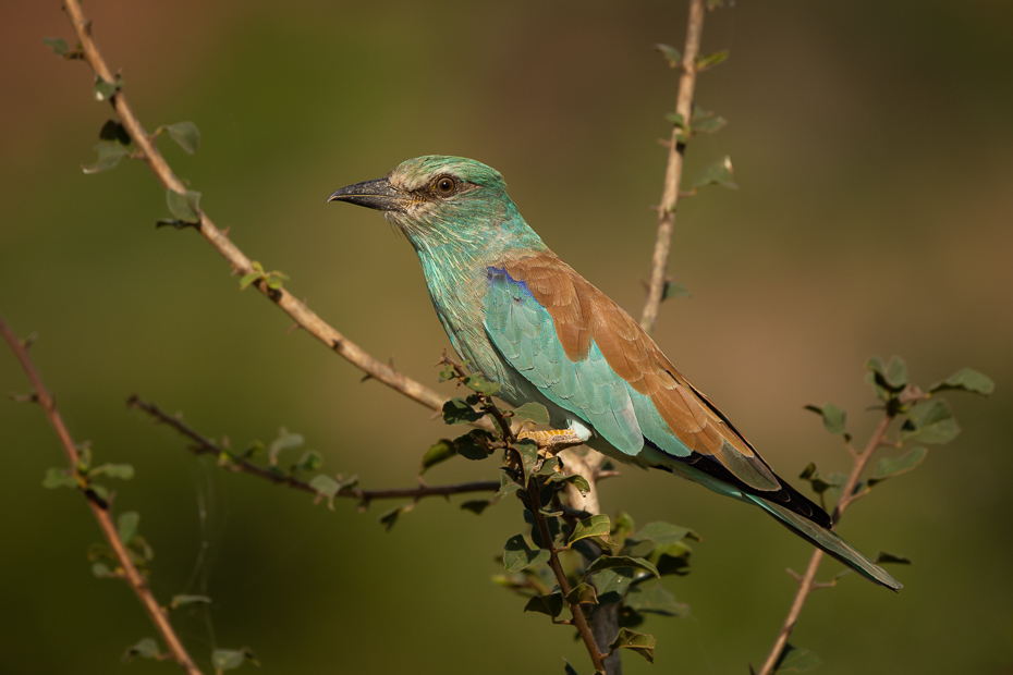  Kraska Ptaki Nikon D7100 Sigma 150-600mm f/5-6.3 HSM 2024 Kenia