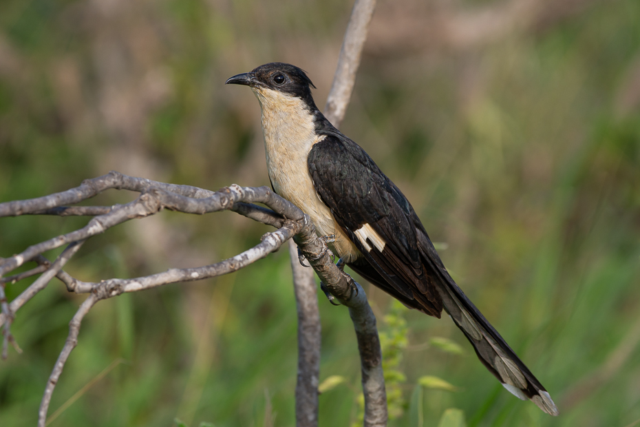  Kukułka czarno-biała Ptaki Nikon D7100 Sigma 150-600mm f/5-6.3 HSM 2024 Kenia