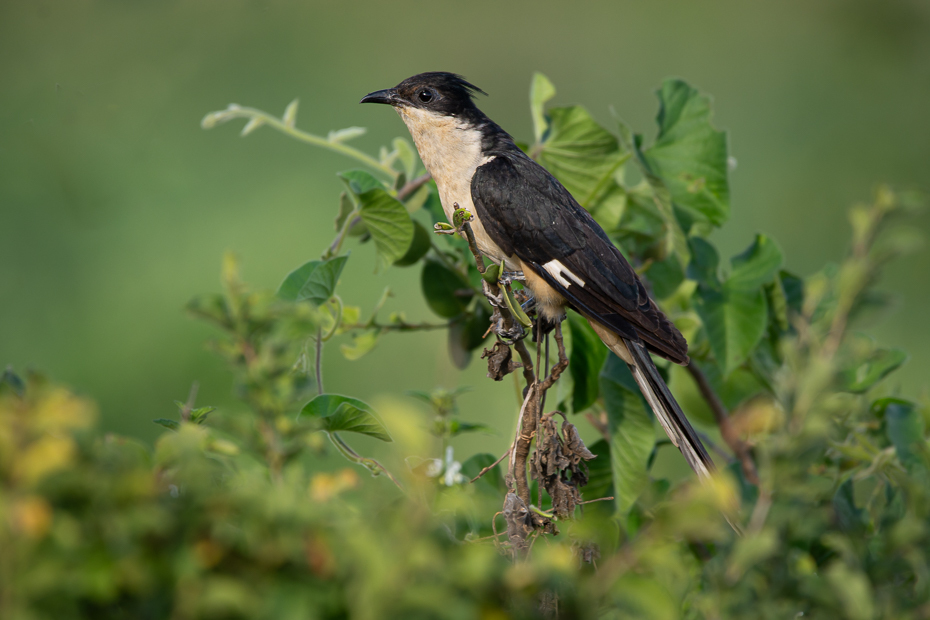  Kukułka czarno-biała Ptaki Nikon D7100 Sigma 150-600mm f/5-6.3 HSM 2024 Kenia