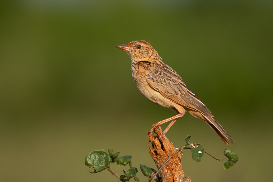  Świergotek cynamonowy Ptaki Nikon D7100 Sigma 150-600mm f/5-6.3 HSM 2024 Kenia