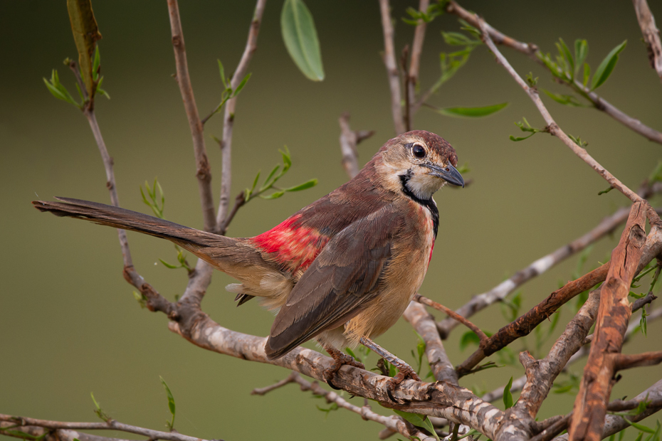  Czagra czerwonogardła Ptaki Nikon D7100 Sigma 150-600mm f/5-6.3 HSM 2024 Kenia