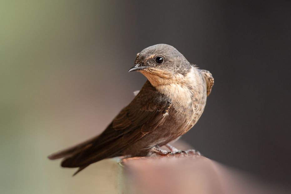  Jaskółka blada Ptaki Nikon D7100 Sigma 150-600mm f/5-6.3 HSM 2024 Kenia