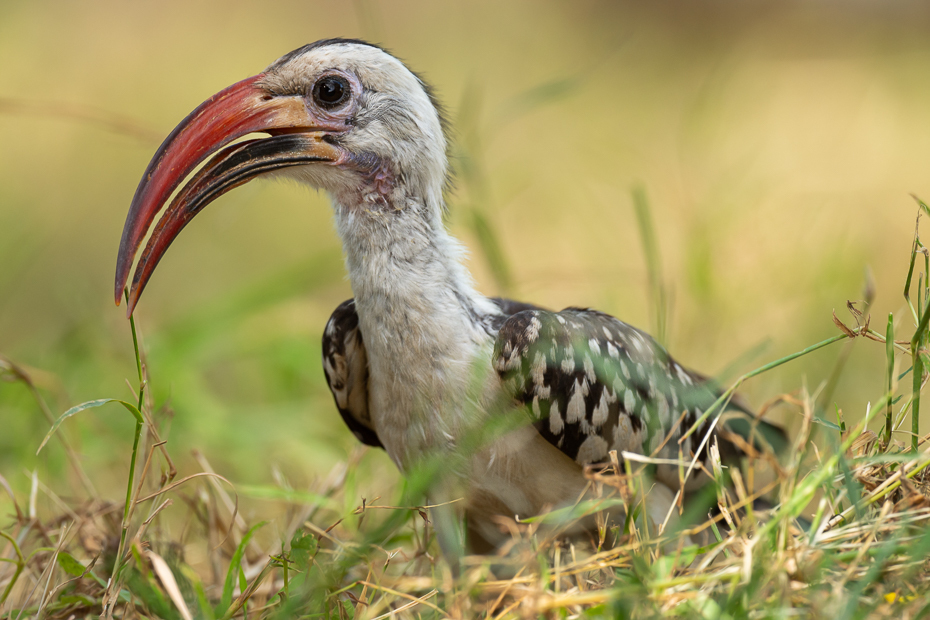  Toko białogrzbiety Ptaki Nikon D7200 Nikkor 500mm f/5.6E 2024 Kenia