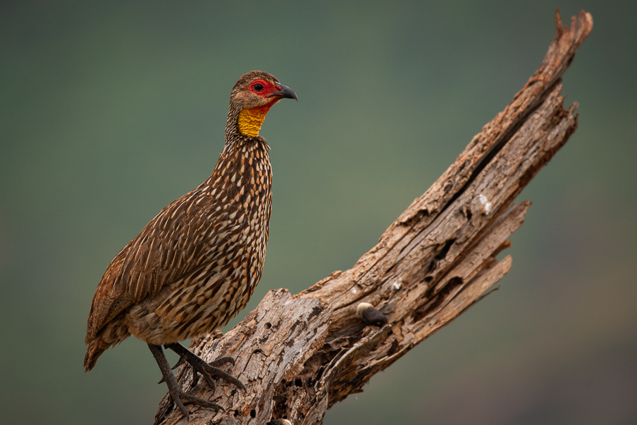  Frankolin żółtogardły Ptaki Nikon D7100 Sigma 150-600mm f/5-6.3 HSM 2024 Kenia