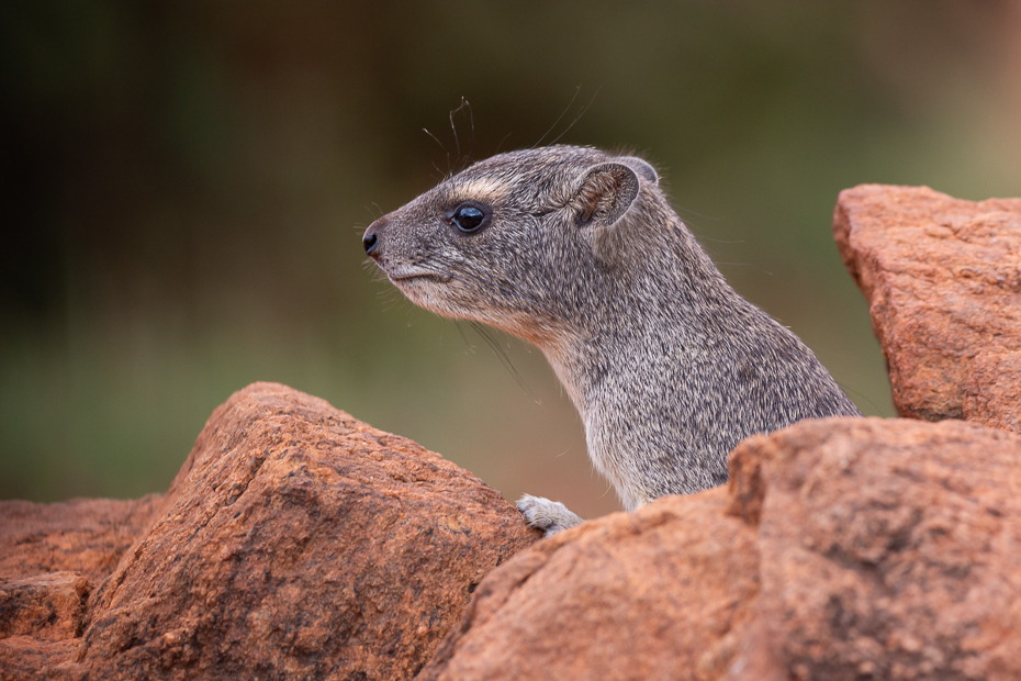  Góralek Ssaki Nikon D7100 Sigma 150-600mm f/5-6.3 HSM 2024 Kenia