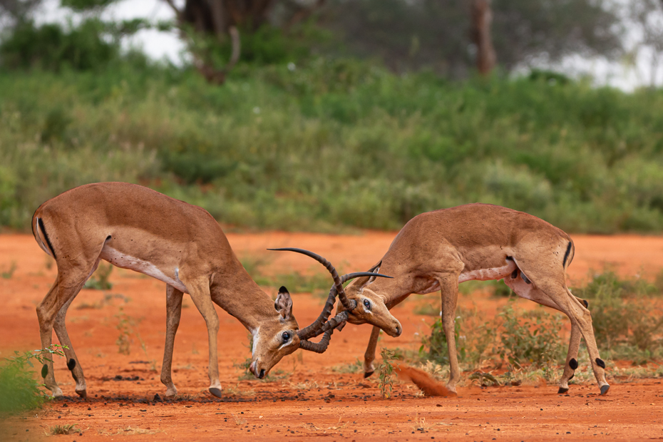  Impala Ssaki Nikon D7100 Sigma 150-600mm f/5-6.3 HSM 2024 Kenia