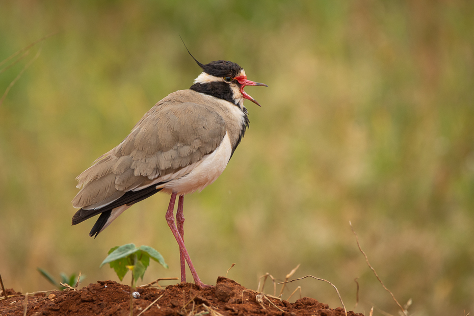  Czajka czarnoczuba Ptaki Nikon D7100 Sigma 150-600mm f/5-6.3 HSM 2024 Kenia