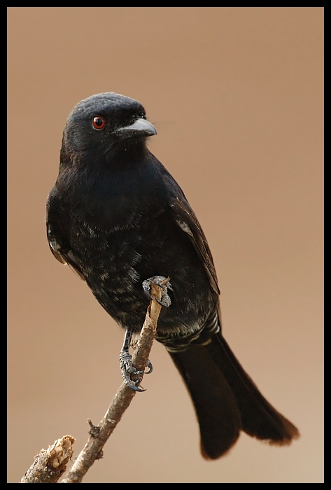  Dziwogon żałobny Ptaki common drongo dziwnogon ptaki Nikon D200 Sigma APO 500mm f/4.5 DG/HSM Kenia 0 ptak dziób fauna amerykańska wrona kos pióro nowa wrona kaledońska wrona skrzydło organizm