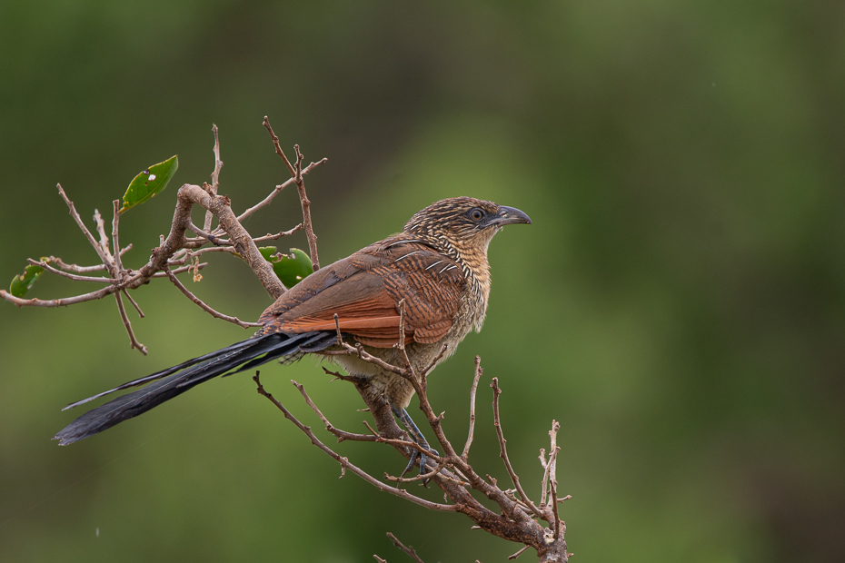  Kukal białobrewy Ptaki Nikon D7100 Sigma 150-600mm f/5-6.3 HSM 2024 Kenia