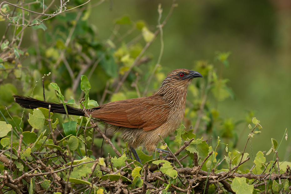  Kukal białobrewy Ptaki Nikon D7100 Sigma 150-600mm f/5-6.3 HSM 2024 Kenia