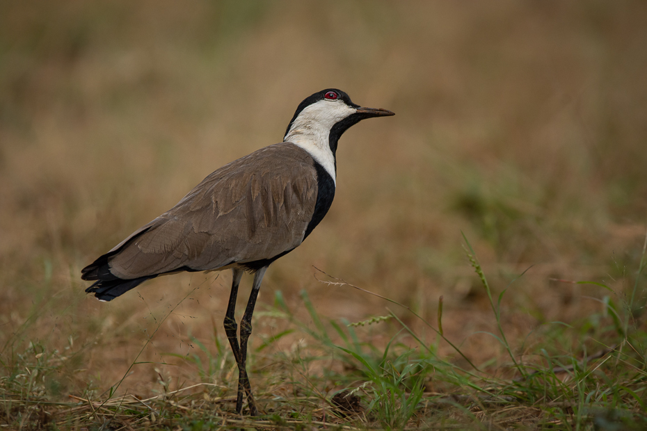  Czajka szponiasta Ptaki Nikon D7100 Sigma 150-600mm f/5-6.3 HSM 2024 Kenia