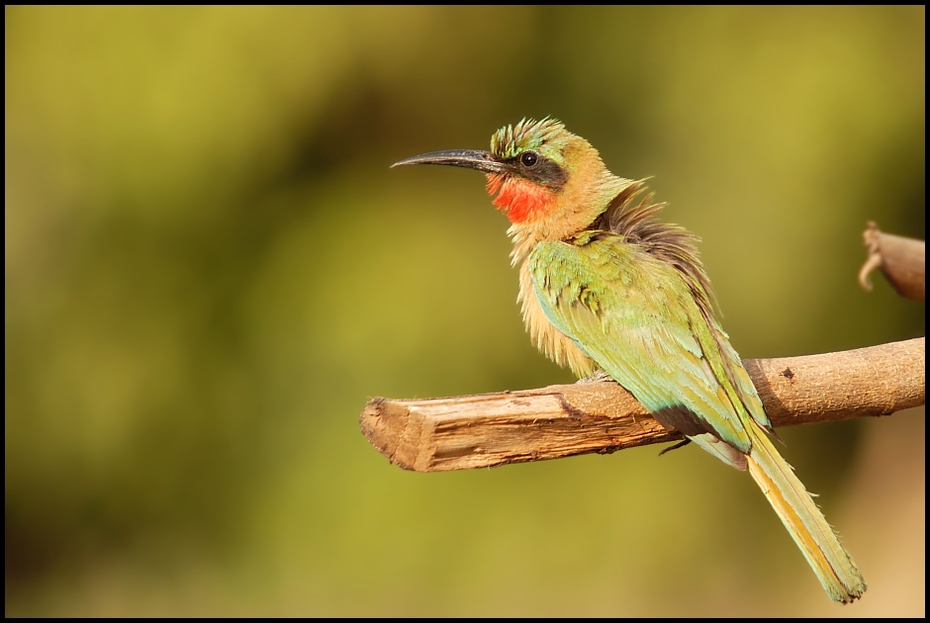  Żołna czerwonogardła Ptaki Nikon D200 Sigma APO 50-500mm f/4-6.3 HSM Senegal 0 ptak dziób fauna dzikiej przyrody zjadacz pszczół coraciiformes skrzydło organizm koliber słowik