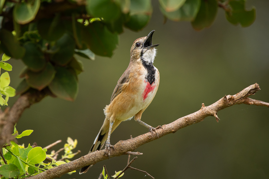  Czagra czerwonogardła Ptaki Nikon D7100 Sigma 150-600mm f/5-6.3 HSM 2024 Kenia