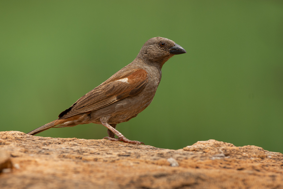  Wróbel siwogłowy Ptaki Nikon D7100 Sigma 150-600mm f/5-6.3 HSM 2024 Kenia