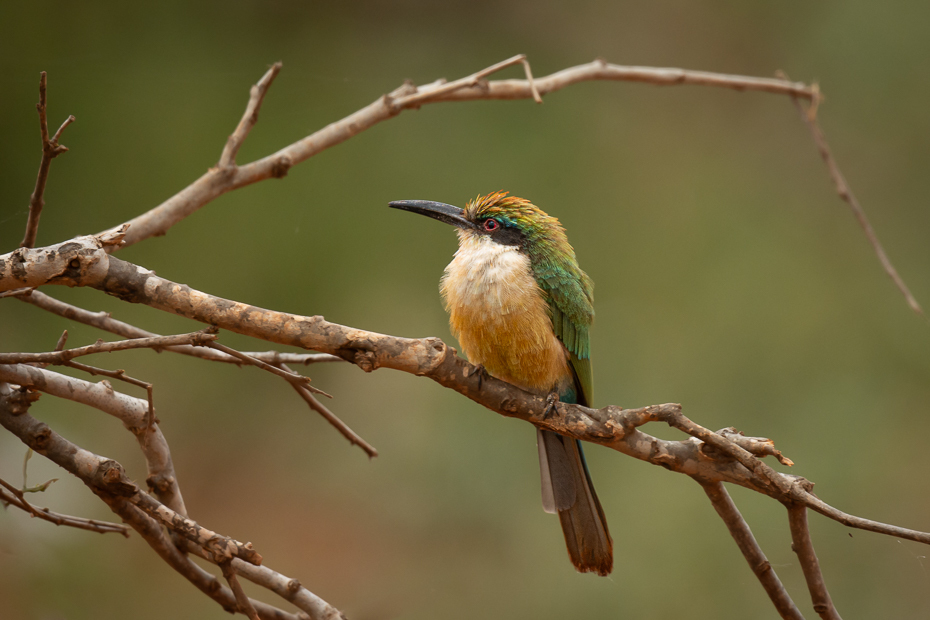  Żołna blada Ptaki Nikon D7200 Nikkor 500mm f/5.6E 2024 Kenia