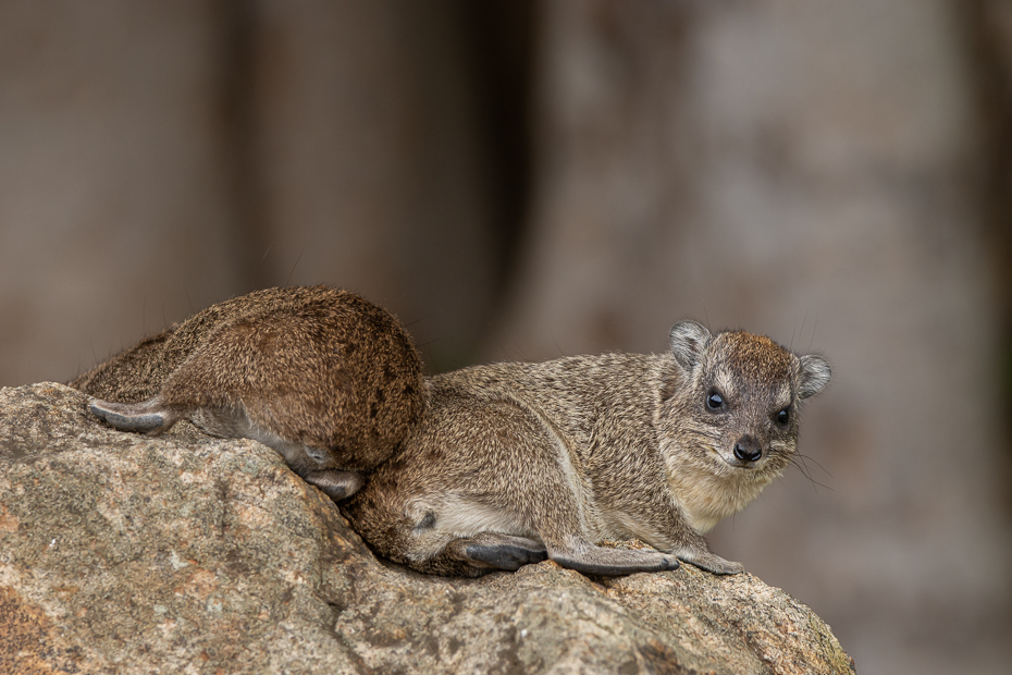  Góralek Ssaki Nikon D7100 Sigma 150-600mm f/5-6.3 HSM 2024 Kenia