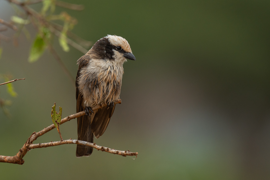  Białoczub białorzytny Ptaki Nikon D7200 Nikkor 500mm f/5.6E 2024 Kenia