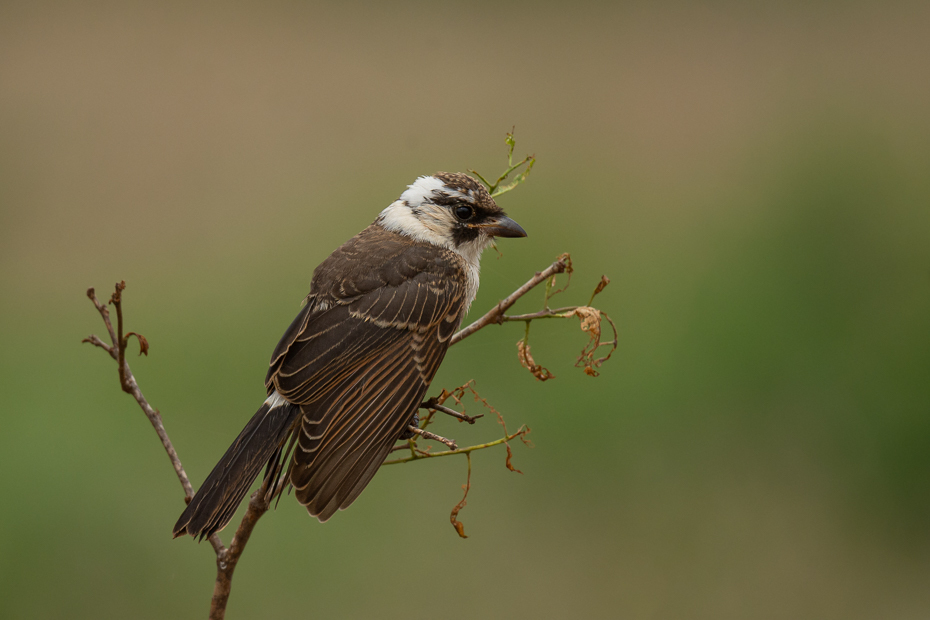  Białoczub białorzytny Ptaki Nikon D7200 Nikkor 500mm f/5.6E 2024 Kenia