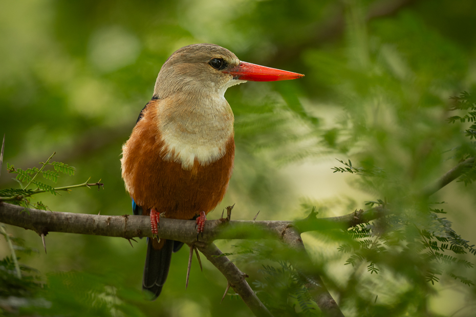  Łowiec szarogłowy Ptaki Nikon D7200 Nikkor 500mm f/5.6E 2024 Kenia