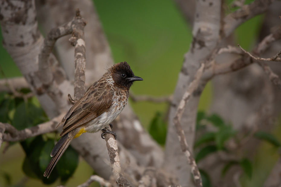  Bilbil kołnierzasty Ptaki Nikon D7100 Sigma 150-600mm f/5-6.3 HSM 2024 Kenia