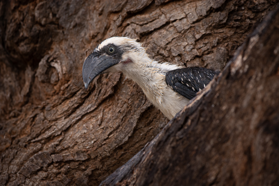  Toko plamisty Ptaki Nikon D7100 Sigma 150-600mm f/5-6.3 HSM 2024 Kenia