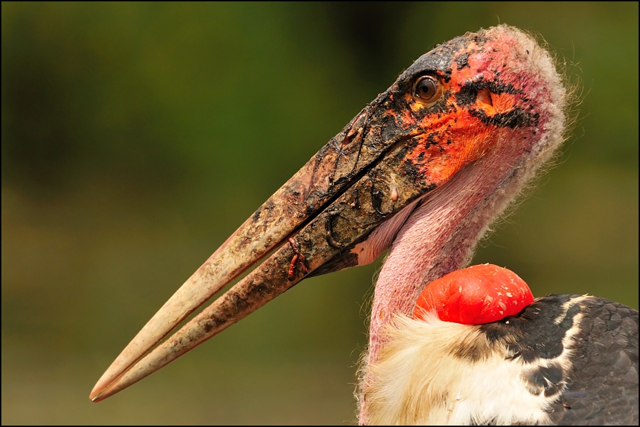  Marabut Ptaki Nikon D300 Sigma APO 500mm f/4.5 DG/HSM Etiopia 0 dziób ptak fauna ścieśniać bocian marabut bocian Ciconiiformes dzikiej przyrody organizm