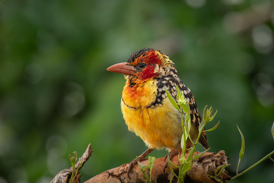  Brodal czerwonouchy Ptaki Nikon D7200 Nikkor 500mm f/5.6E 2024 Kenia