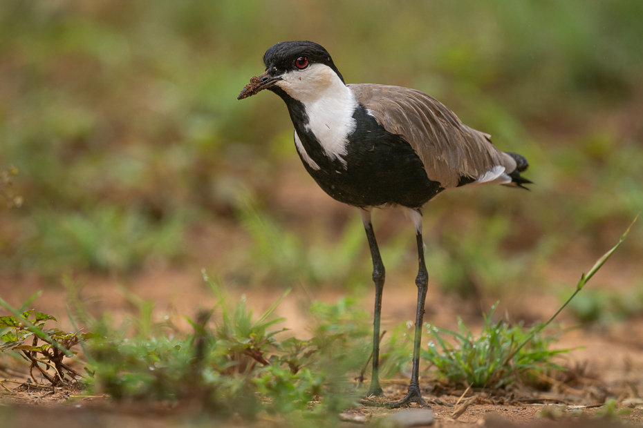  Czajka szponiasta Ptaki Nikon D7100 Nikkor 500mm f/5.6E 2024 Kenia