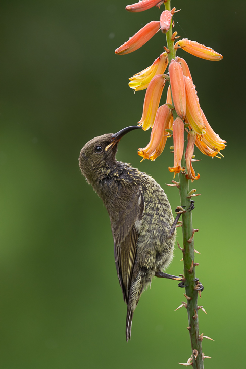  Nektarnik szkarłatny Ptaki Nikon D7100 Nikkor 500mm f/5.6E 2024 Kenia