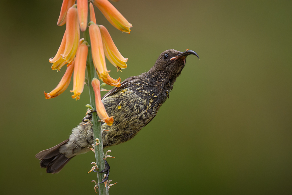  Nektarnik szkarłatny Ptaki Nikon D7100 Nikkor 500mm f/5.6E 2024 Kenia