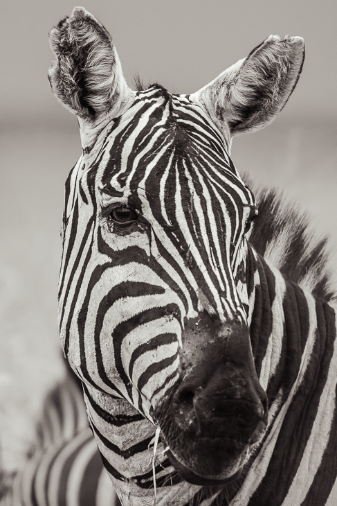  Zebra Ssaki Nikon D7200 Sigma 150-600mm f/5-6.3 HSM 2024 Kenia