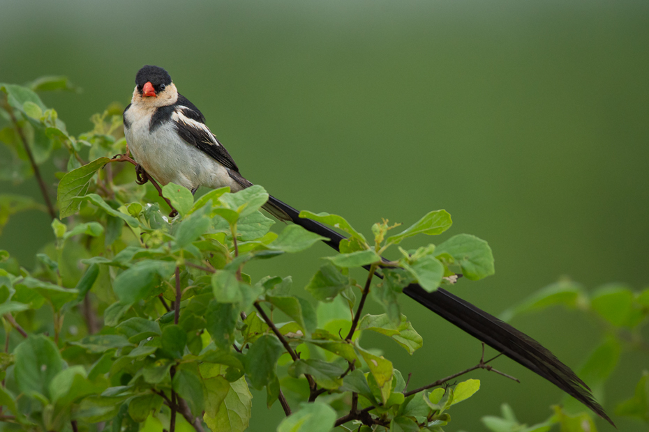  Wdówka białobrzucha Ptaki Nikon D7200 Sigma 150-600mm f/5-6.3 HSM 2024 Kenia