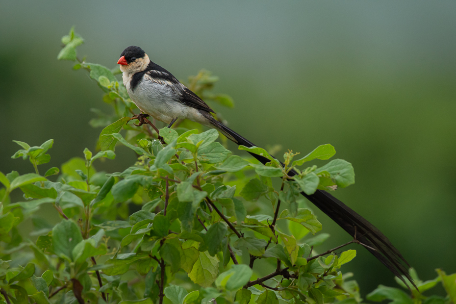  Wdówka białobrzucha Ptaki Nikon D7200 Sigma 150-600mm f/5-6.3 HSM 2024 Kenia