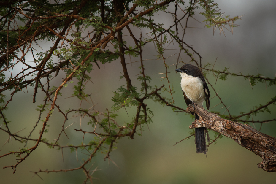  Dzierzba żałobna Ptaki Nikon D7200 Sigma 150-600mm f/5-6.3 HSM 2024 Kenia