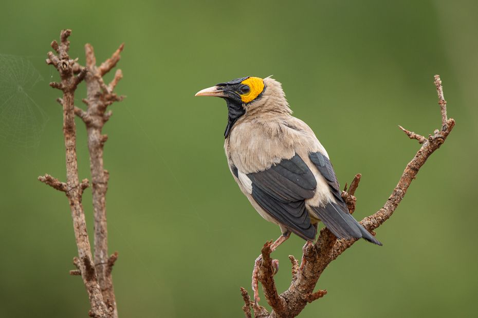  Szpak ozdobny Ptaki Nikon D7200 Sigma 150-600mm f/5-6.3 HSM 2024 Kenia