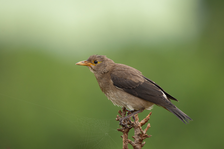  Szpak ozdobny Ptaki Nikon D7200 Sigma 150-600mm f/5-6.3 HSM 2024 Kenia