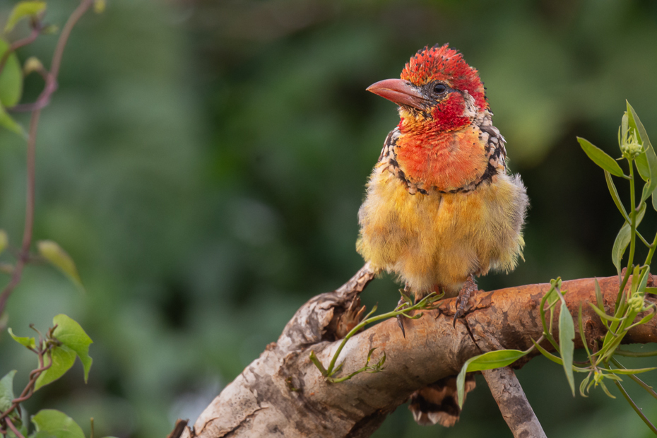  Brodal czerwonouchy Ptaki Nikon D7100 Nikkor 500mm f/5.6E 2024 Kenia