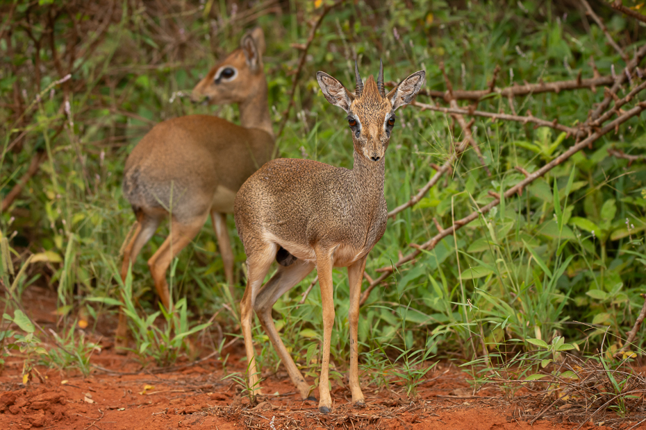  Dikdik Ssaki Nikon D7200 Sigma 150-600mm f/5-6.3 HSM 2024 Kenia