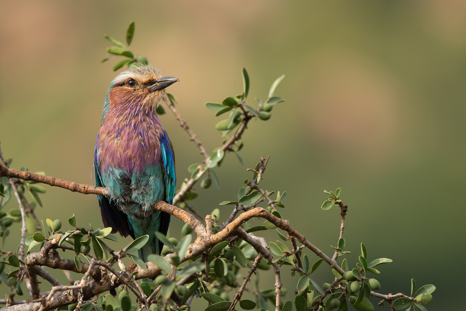  Kraska liliowopierśna Ptaki Nikon D7200 Sigma 150-600mm f/5-6.3 HSM 2024 Kenia