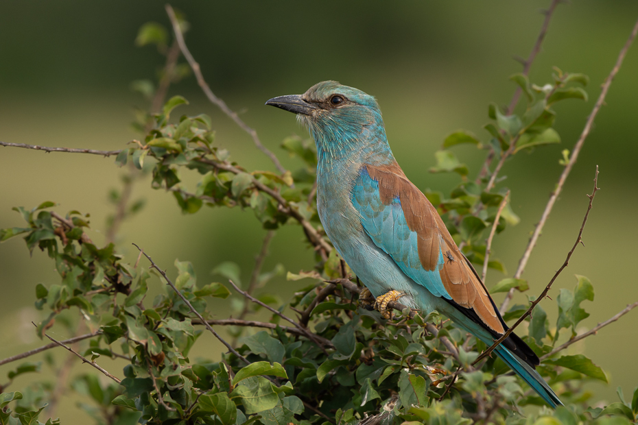  Kraska Ptaki Nikon D7200 Sigma 150-600mm f/5-6.3 HSM 2024 Kenia