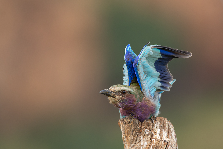  Kraska liliowopierśna Ptaki Nikon D7200 Sigma 150-600mm f/5-6.3 HSM 2024 Kenia