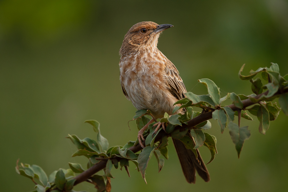  Afroskowronek rdzawolicy Ptaki Nikon D7200 Sigma 150-600mm f/5-6.3 HSM 2024 Kenia