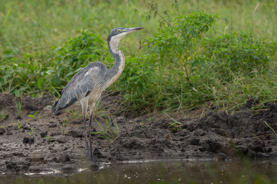  Czapla czarnogłowa Ptaki Nikon D7200 Sigma 150-600mm f/5-6.3 HSM 2024 Kenia