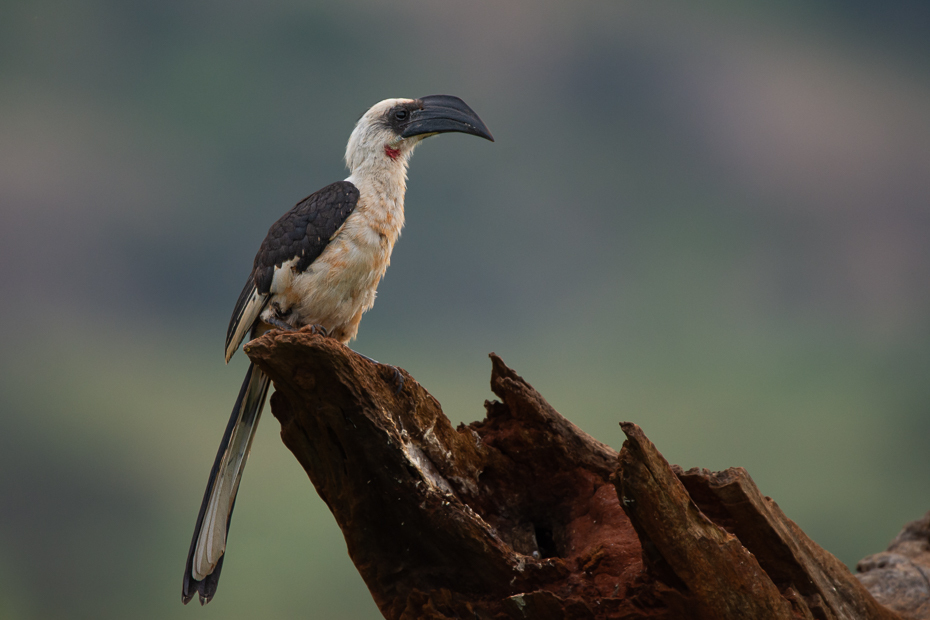  Toko plamisty Ptaki Nikon D7200 Sigma 150-600mm f/5-6.3 HSM 2024 Kenia